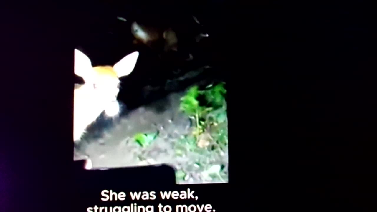 Little love, kindness: