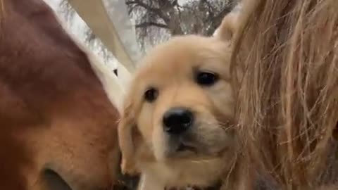 😍🐶 You Won't Believe This Puppy’s Reaction to a Horse! | FunFM