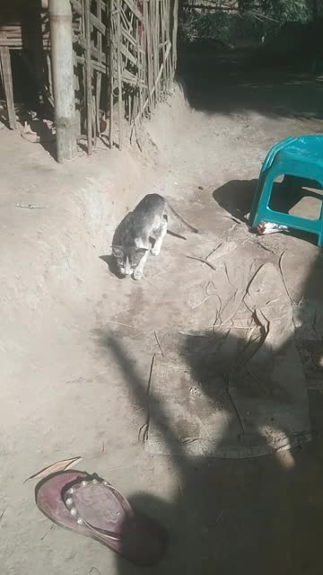 cat is searching food