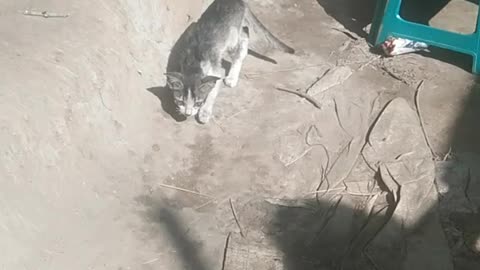 cat is searching food