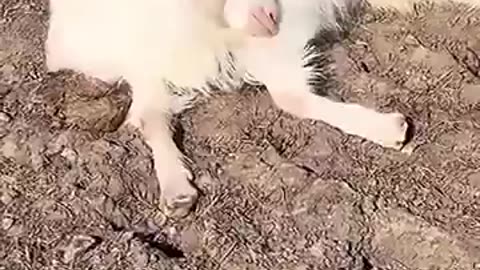 Silly Sheep