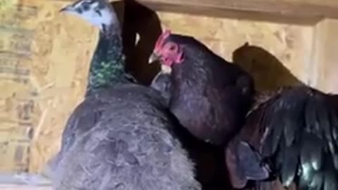 This woman gave her hen a peacock egg to take care of it