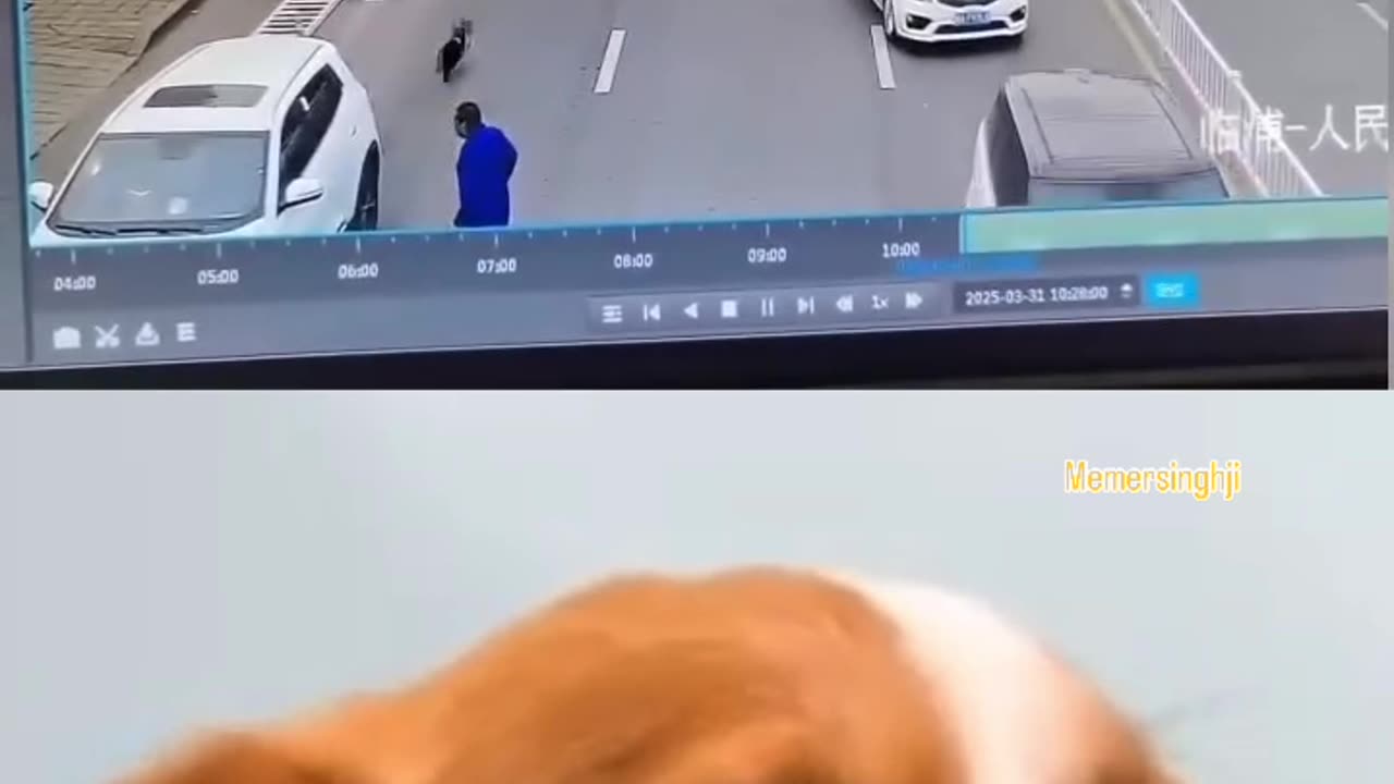 Dogs 🐕 🐶 funny video 🤣 🤣
