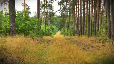 End of Summer Forest Ambience | Deep Relaxation & Connection with Nature