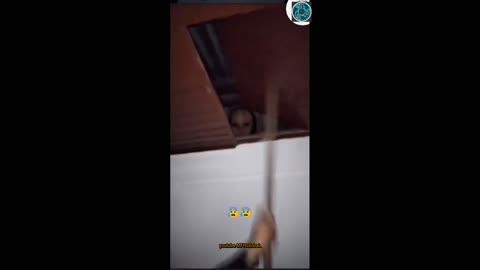 #top secret file 556#ghost in the hous 336