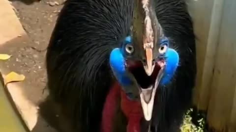 Scary Bird Sounds