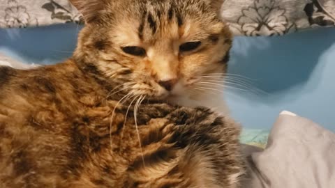 Watch This Cat’s Blissful Brushing Moment — Cannot Look Away