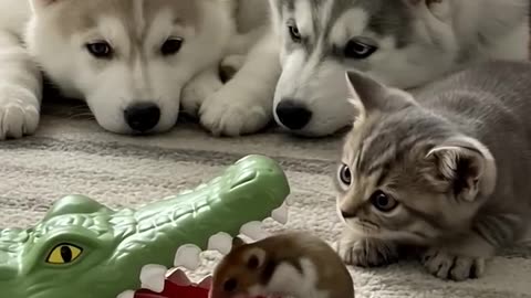 Hamster ‘I got this, guys!