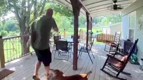 Squirrel goes Ape Attack Mode vs Dog