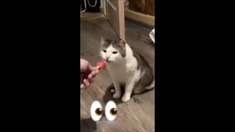 funny animals 4