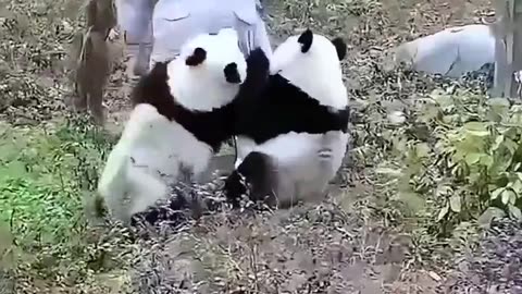 Little Panda bears with attachment issues