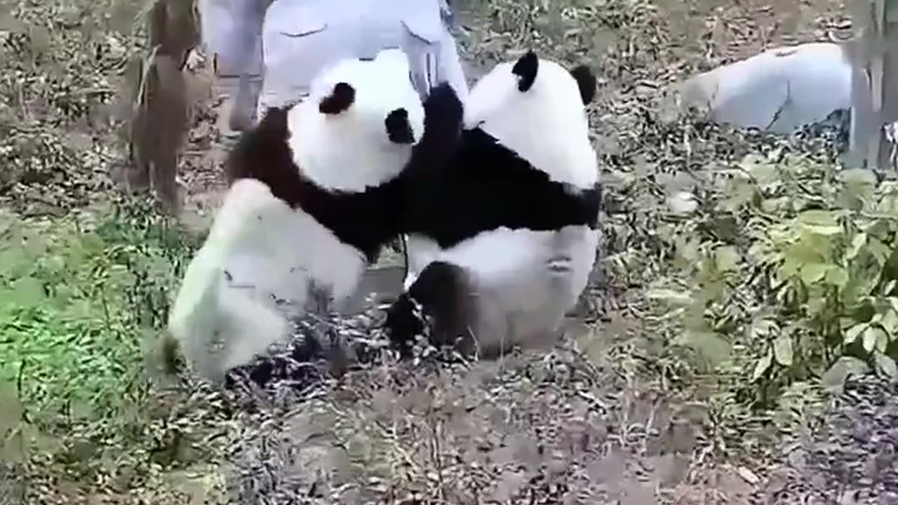 Little Panda bears with attachment issues