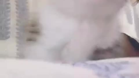 The sound of kittens.💕😻