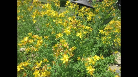 Late June Flowers St. Johns Wort June 2023