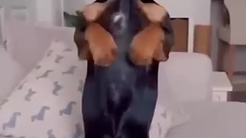 I LAUGHED UNTIL I CRIED 😹 FUNNY CATS AND DOGS | FUNNY ANIMALS