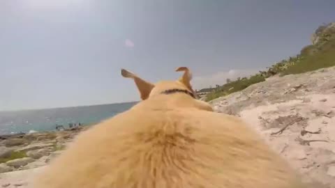 Beach Day Zoomies: Watch This Golden Labrador’s Perfect Sprint to the Sea