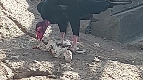 turkey vulture