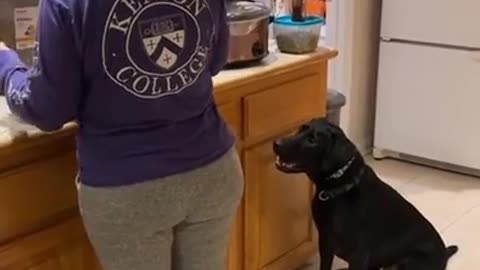 😂🐶 The Cutest Excited Dogs You'll See Today! I Love Excited Dogs | FunFM