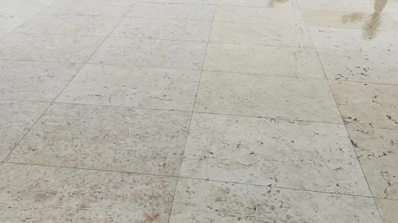 A Dog With No Brakes Slides in the Rain