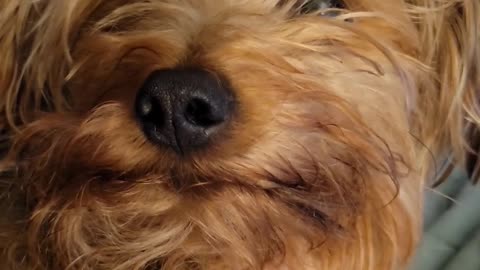 Yorkie Bible study #yorkie #funnydogs