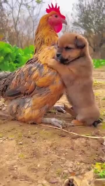 Beautiful Friendship: Puppy and Chicken | Loyal Animal Bond 💖🐶🐔"