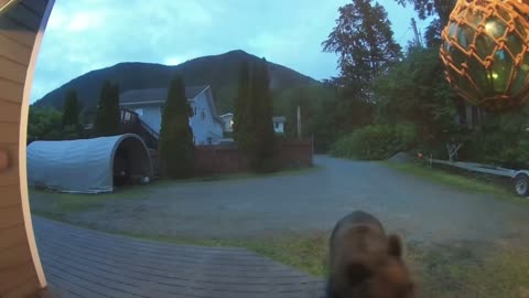 Barking Dog Defends Front Door From Alaskan Brown Bear