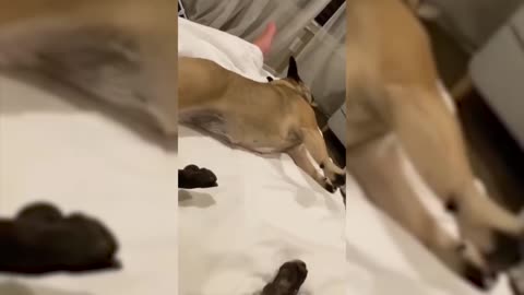 Best Crazy Dogs Viral 2023 [Funny Pets]