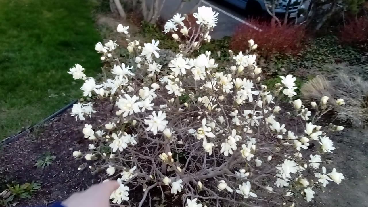 An Evening Walk In West Kelowna BC 🇨🇦 April 4 2025