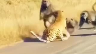 Gang Gang