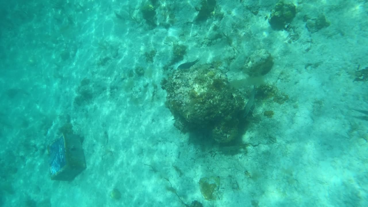 Wild Nursing Shark at Trunk Bay, St. John USVI