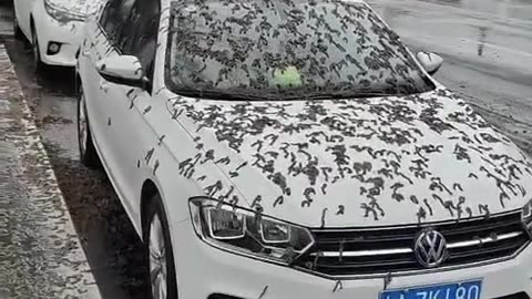 insect attack