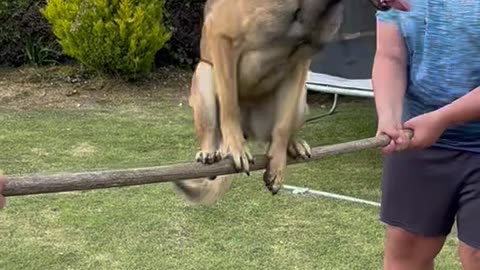 Well-Trained Dog Balances on Pole