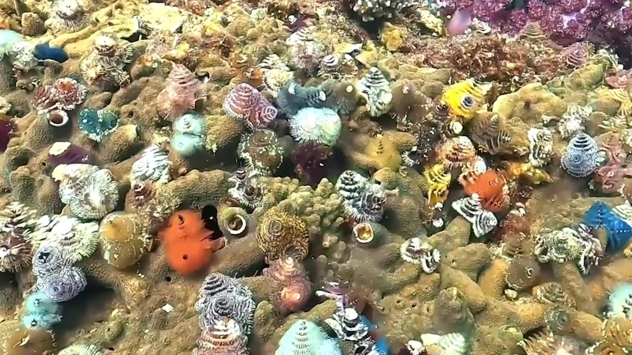 Colorful Underwater Christmas Tree