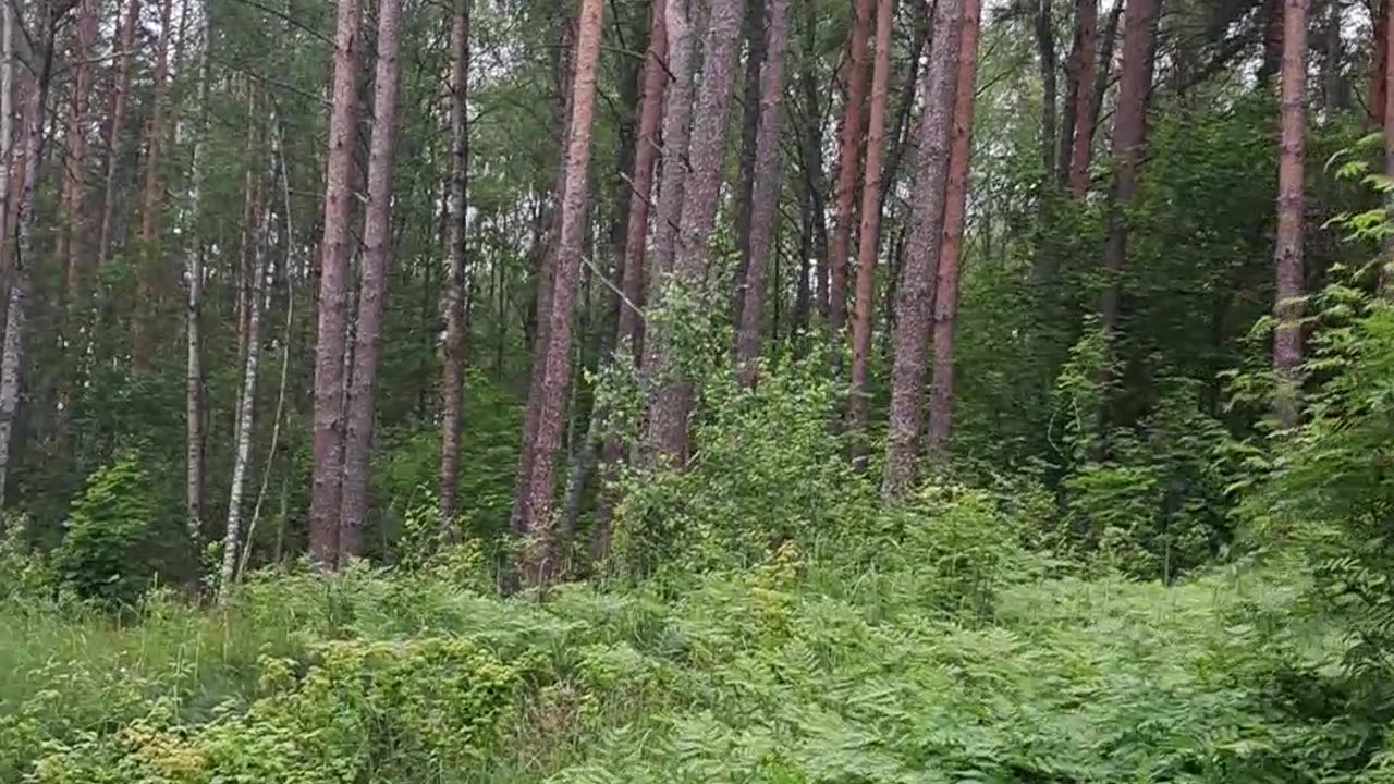 Searching for Home: Lost in Wild Forest Roads 🌲🗺️