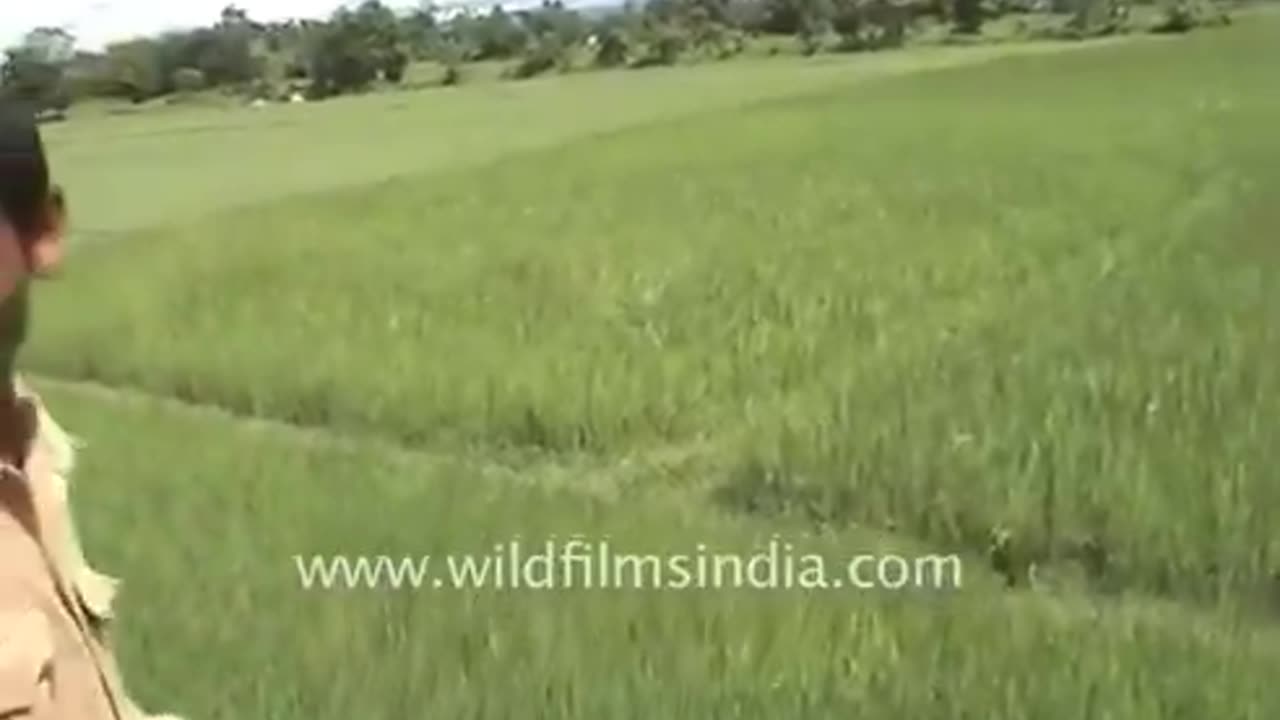 Tigers by far are the most ferocious & powerful of Cats.