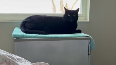 Cute Precious Piper Gives a French Flair to Her Spa - Adopting a Cat from a Shelter Vlog