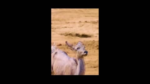 Daddy Goat 24/7 - Out Of Context Memes & Videos