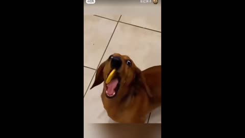 Daddy Goat 24/7 - Out Of Context Memes & Videos