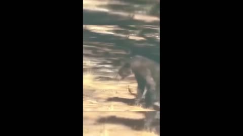 Daddy Goat 24/7 - Out Of Context Memes & Videos