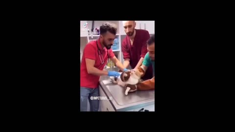 Daddy Goat 24/7 - Out Of Context Memes & Videos