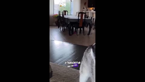 Daddy Goat 24/7 - Out Of Context Memes & Videos