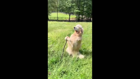 Daddy Goat 24/7 - Out Of Context Memes & Videos