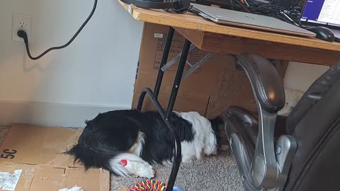 Sheltie Lyla's First Brushing Chew Taste Test - Naturally, Under The Desk