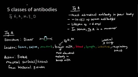 Classes of Antibody - Ig A