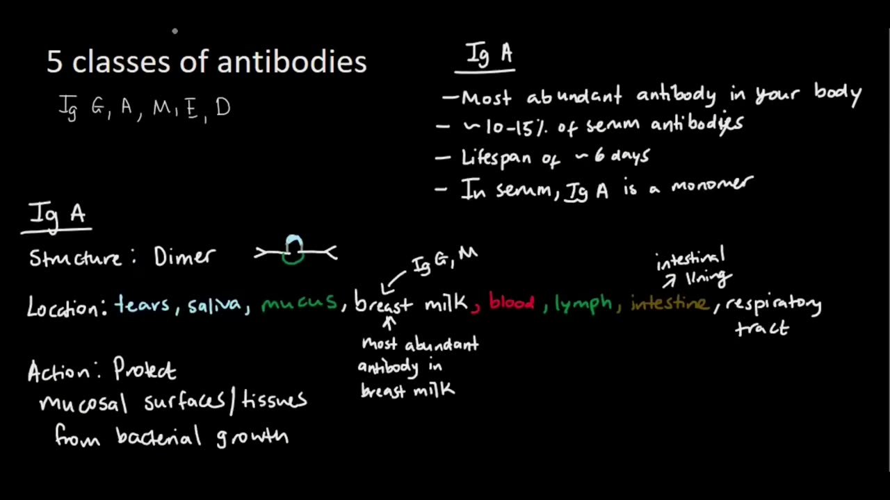 Classes of Antibody - Ig A
