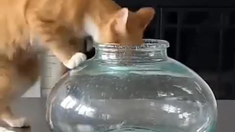 πΉπ The Funniest Cat Gift EVER! | FunFM