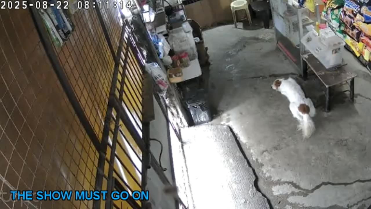 Mitsubishi Xpander 2019 Live