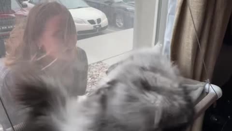 Cat Loves When His Human Comes Home