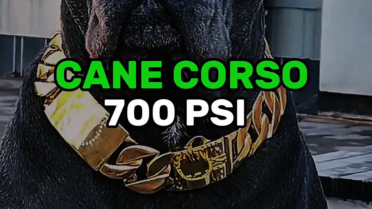 Top Dog Bite Strength in the World