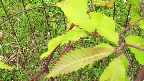 Bringing back the American Chestnut 🌰